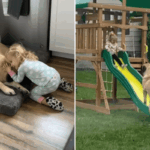 Abrigo avisa que o mastim inglês não pode viver com crianças - a mãe assume o risco