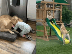 Abrigo avisa que o mastim inglês não pode viver com crianças – a mãe assume o risco Abrigo avisa que o mastim inglês não pode viver com crianças - a mãe assume o risco