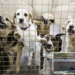 Cinco cães numa gaiola num abrigo de animais.