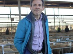 Além da expansão e da queda: Roteiro para orientar os produtores de ovinos da WA durante a transição Além da expansão e da queda: Roteiro para orientar os produtores de ovinos da WA durante a transição