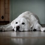 File image of a golden Labrador dog