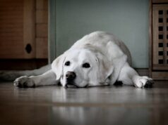 Alerta para cães na Califórnia emitido após descoberta de bactérias mortais File image of a golden Labrador dog