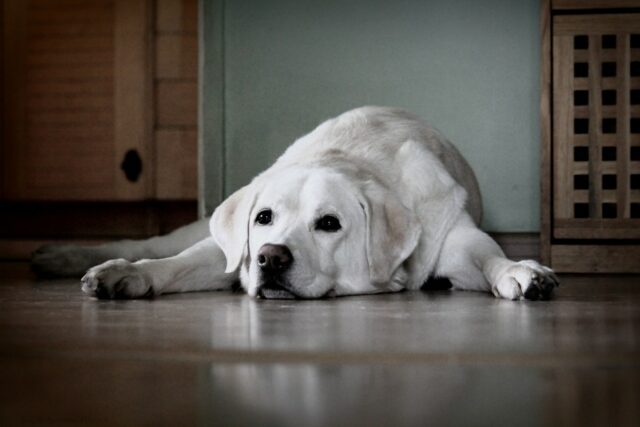 Alerta para cães na Califórnia emitido após descoberta de bactérias File image of a golden Labrador dog