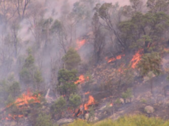 Alertas de emergência em partes de Victoria enquanto incêndios aumentam em meio a um calor recorde Os residentes ao redor da área de Longwood foram instados a procurar abrigo imediato.