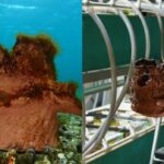 Ícone de conversão de texto em fala