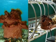 Artista NS ajuda algas a crescerem em potes de barro caseiros em instalação de arte subaquática Ícone de conversão de texto em fala