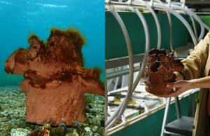 Artista NS ajuda algas a crescerem em potes de barro caseiros em instalação de arte subaquática Ícone de conversão de texto em fala