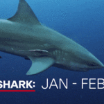 As mordidas de tubarão parecem estar aumentando, mas os australianos não sabem a história toda