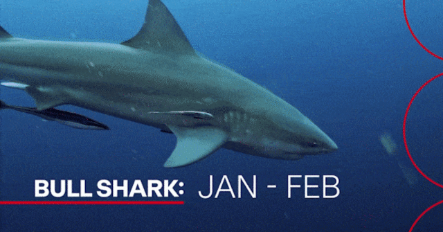 As mordidas de tubarão parecem estar aumentando, mas os australianos não sabem a história toda
