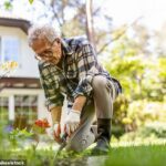 Dr Tom Maclaren, psiquiatra consultor da Re:Cognition Health em Londres, diz: “Um estudo recente no Reino Unido descobriu que aqueles que praticavam mais atividade física ao ar livre tinham um risco menor de desenvolver todos os tipos de demência” (Na foto: um homem fazendo jardinagem)