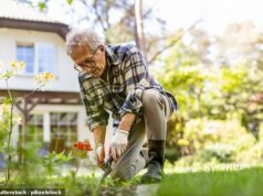 As principais dicas que os principais especialistas em demência confiam para se protegerem da doença: desde o encolhimento de taças de vinho até jardinagem e palavras cruzadas Dr Tom Maclaren, psiquiatra consultor da Re:Cognition Health em Londres, diz: “Um estudo recente no Reino Unido descobriu que aqueles que praticavam mais atividade física ao ar livre tinham um risco menor de desenvolver todos os tipos de demência” (Na foto: um homem fazendo jardinagem)