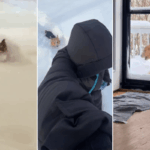 As reações desses cães à neve derretem corações quando a tempestade de inverno atinge a América