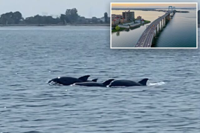 As 'zonas mortas' de Long Island Sound atingiram um nível histórico - o que pode significar um aumento na vida selvagem
