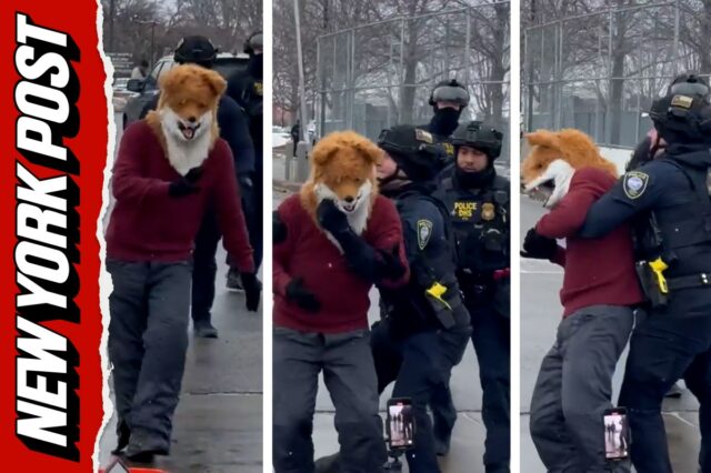 Assista a raposa dançante ser derrubada pelo ICE
