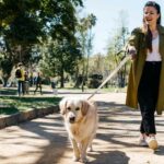 Aumente a energia, a digestão e a mobilidade do seu cão com este multivitamínico formulado por veterinário