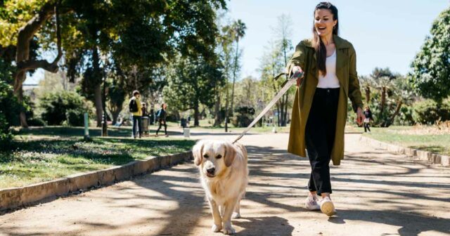 Aumente a energia, a digestão e a mobilidade do seu cão com este multivitamínico formulado por veterinário
