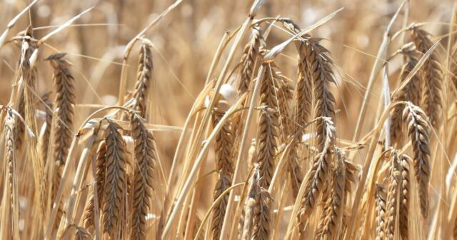 Aumento da colheita nacional tardia, já que o sul rende Aumento da colheita nacional tardia, já que o sul rende até 30% acima das expectativas