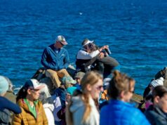Autoridades confirmam que tubarão matou a nadadora Erica Fox em Lovers Point Autoridades confirmam que tubarão matou a nadadora Erica Fox em Lovers Point