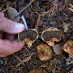 Autoridades de saúde emitem alerta após homem da Bay Area morrer por suspeita de envenenamento por cogumelo