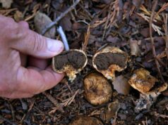 Autoridades de saúde emitem alerta após homem da Bay Area morrer por suspeita de envenenamento por cogumelo Autoridades de saúde emitem alerta após homem da Bay Area morrer por suspeita de envenenamento por cogumelo