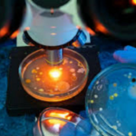 Bactérias bucais podem sinalizar risco de doença hepática crônica: Estudo