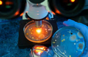 Bactérias bucais podem sinalizar risco de doença hepática crônica: Estudo Bactérias bucais podem sinalizar risco de doença hepática crônica: Estudo