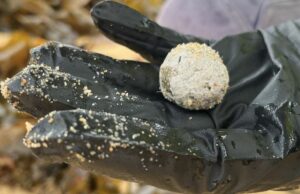 Bilhões investidos para evitar que bolas de detritos cheguem às praias de Sydney Bolas de destroços foram parar em várias praias de NSW novamente, mas as autoridades não têm certeza se estão relacionadas com aquelas que foram encontradas anteriormente ao longo de dezenas de praias de Sydney.