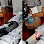 Cachorro da família resgatado após mastigar luva aquecida movida a bateria, provocando incêndio em casa