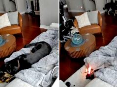Cachorro da família resgatado após mastigar luva aquecida movida a bateria, provocando incêndio em casa Cachorro da família resgatado após mastigar luva aquecida movida a bateria, provocando incêndio em casa