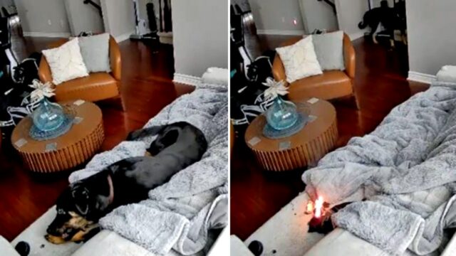Cachorro da família resgatado após mastigar luva aquecida movida a bateria, provocando incêndio em casa

