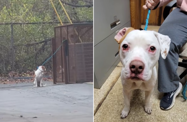 Cachorro encontrado amarrado do lado de fora do veterinário, equipe Bodee the dog