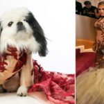 Cães de Nova York recriam looks de celebridades no tapete vermelho do Globo de Ouro na primeira vez em 'Golden Paws'