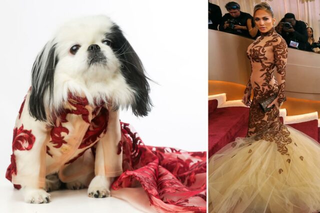 Cães de Nova York recriam looks de celebridades no tapete Cães de Nova York recriam looks de celebridades no tapete vermelho do Globo de Ouro na primeira vez em 'Golden Paws'