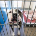 Cão de resgate surdo deixado em abrigo para matar, chora ao ver como a vida muda drasticamente