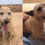 A senior rescue dog.