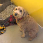 Leo the dog was surrendered and then returned twice.