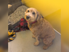 Cão salvo da fábrica de filhotes, adotado e devolvido duas vezes – então alguém o viu Leo the dog was surrendered and then returned twice.