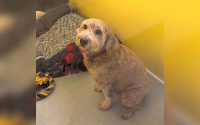 Leo the dog was surrendered and then returned twice.