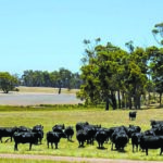 Carne bovina de qualidade premium e cervejas geladas fazem parte do plano desta fazenda