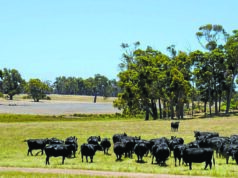 Carne bovina de qualidade premium e cervejas geladas fazem parte do plano desta fazenda Carne bovina de qualidade premium e cervejas geladas fazem parte do plano desta fazenda