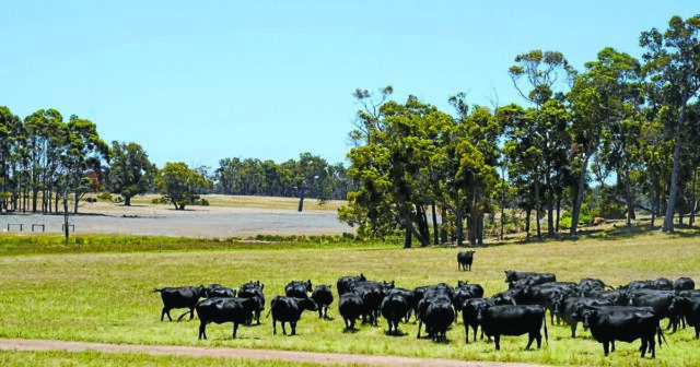Carne bovina de qualidade premium e cervejas geladas fazem parte do plano desta fazenda

