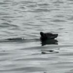 Um coiote nadando na água.