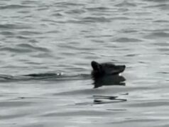 Coiote se delicia com um interminável buffet de pássaros depois de nadar ousadamente 2,00 quilômetros até Alcatraz Um coiote nadando na água.