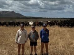 Como este agricultor usa cercas virtuais para resolver sua maior frustração com o pastoreio Como este agricultor usa cercas virtuais para resolver sua maior frustração com o pastoreio