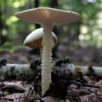 Como os animais sabem que é seguro comer cogumelos no quintal de Sunnyvale?