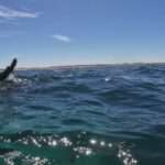 Companheiros surgem para todo 'pior pesadelo de mergulhador'