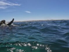 Companheiros surgem para todo ‘pior pesadelo de mergulhador’ Companheiros surgem para todo 'pior pesadelo de mergulhador'