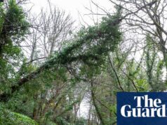 ‘Cornwall não é resiliente o suficiente’: cidades lutam com interrupção da banda larga após tempestade Goretti 'Cornwall não é resiliente o suficiente': cidades lutam com interrupção da banda larga após tempestade Goretti