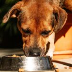 Das sobras aos suplementos: como a agricultura está lucrando com a crescente economia dos animais de estimação