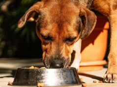 Das sobras aos suplementos: como a agricultura está lucrando com a crescente economia dos animais de estimação Das sobras aos suplementos: como a agricultura está lucrando com a crescente economia dos animais de estimação